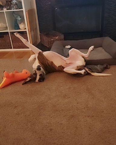 Cute Hound/Boxer named Bucky