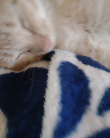 Cute cat named Zack