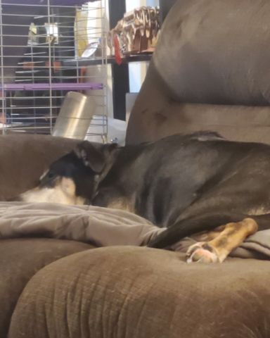 Cute German Shepherd greyhound mix named ziggy