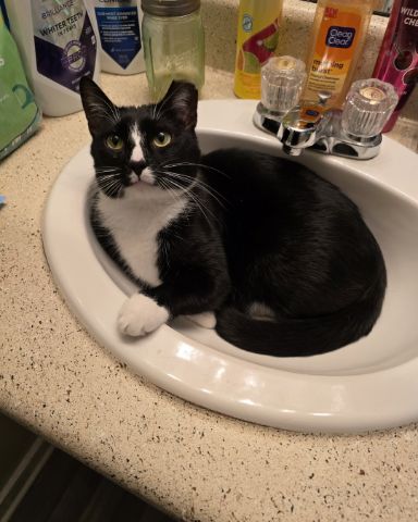 Cute Tuxedo named Ozzie
