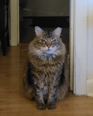 Cute Norwegian Forest Cat named Hot Tamale/Mollie