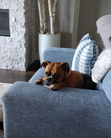 Cute Boxer named Niya