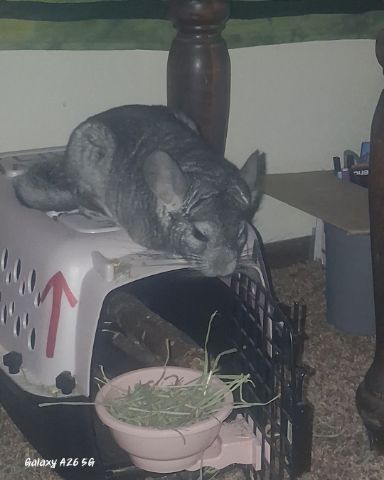 Cute Chinchilla named Chimmichanga