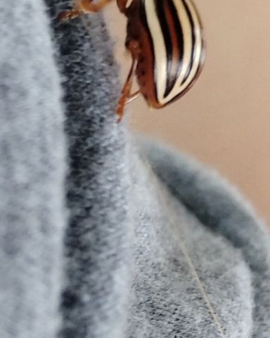 Cute False Potato Beetle named Tater