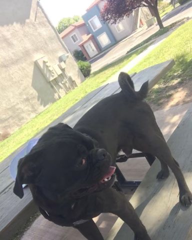 Cute Pug named Biggie Big Pig