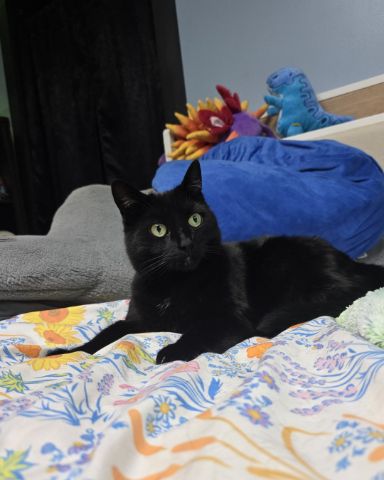 Cute cat named Balerion