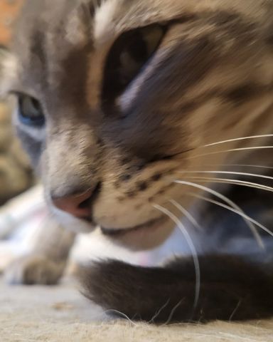 Cute Tabby named Jack