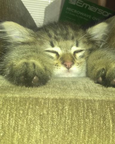Cute MaineCoon Mix, Tabby named Booey; Baby Boy; Ka-Booey; Boo-Titters