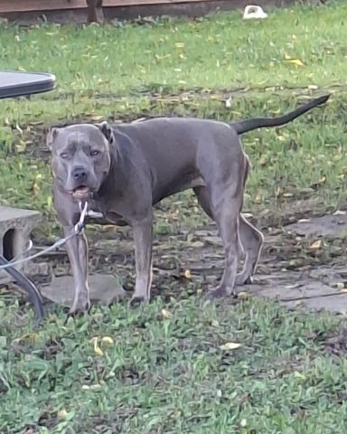 Cute pitbull named violet