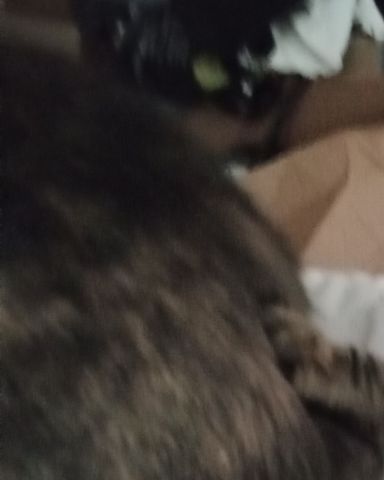 Cute cat named bobo