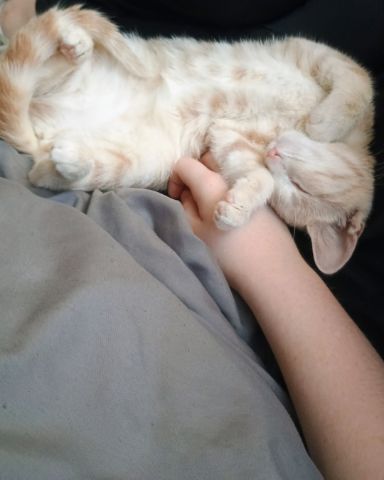 Cute orange cat named Aphrodite