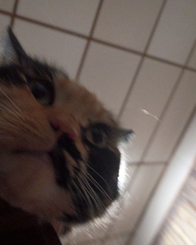 Cute Calico named kiki