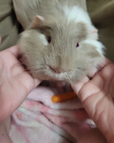 Cute Guinea pig named Colby Jack