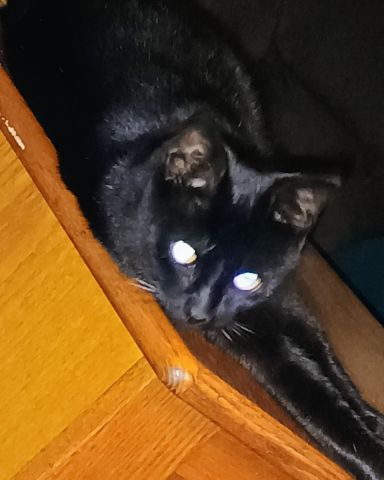 Cute cat named Nyx