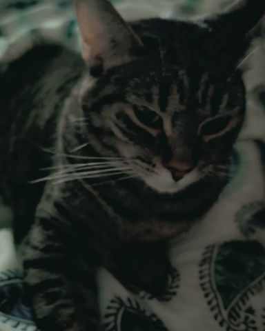 Cute silver tabby named my little purring marshmallow <3