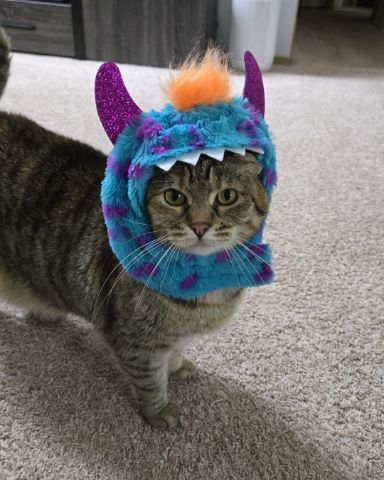 Cute tabby named Lucy