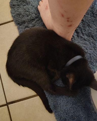 Cute cat named Fish