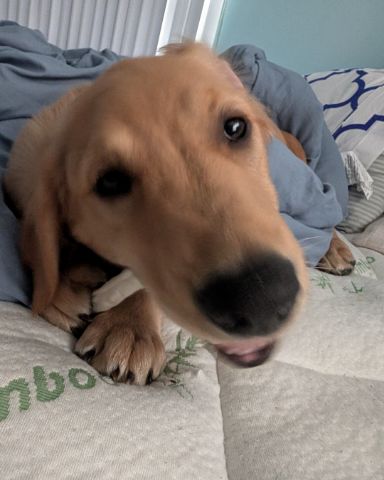 Cute Golden retriever named Ember