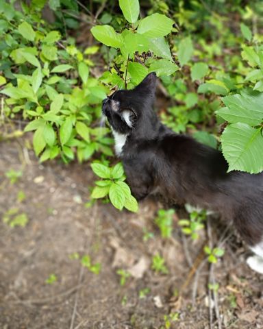 Cute Tuxedo named Scream