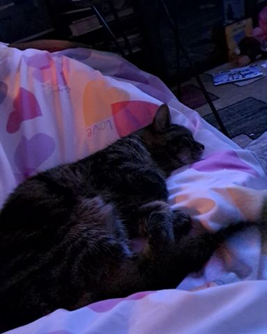 Cute cat named Nessa💗✨