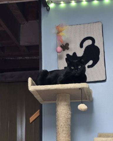 Cute cat named Balerion