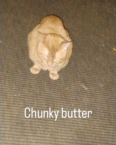 Cute Orange named Butter