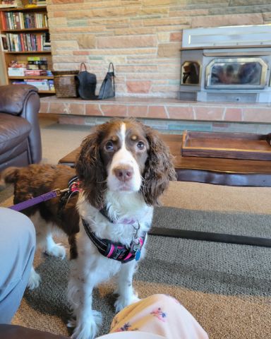Cute English Springer Spaniel named Sparky