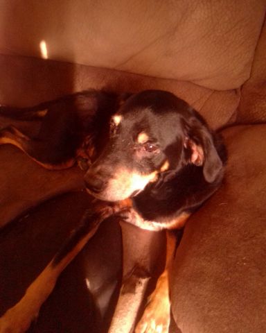 Cute dog named Brucie