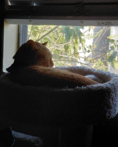 Cute Orange tabby named Phenyx
