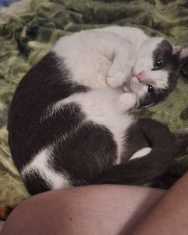 Cute American Shorthair named Cloudfur