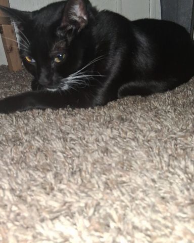 Cute Tuxedo named Angel
