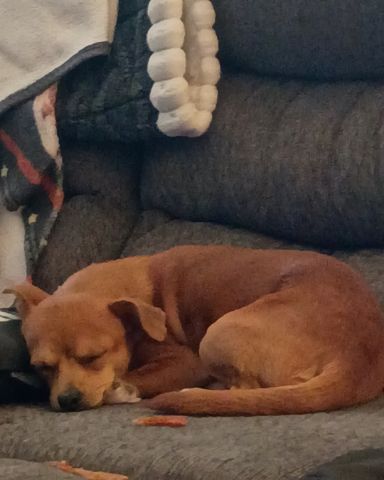 Cute Chihuahua named Lucy