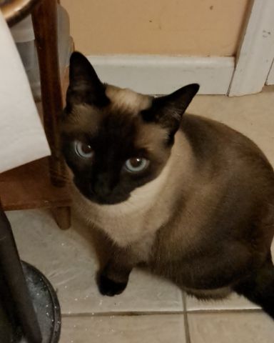 Cute Siamese named Luna🌙💫 (twin of Stella)