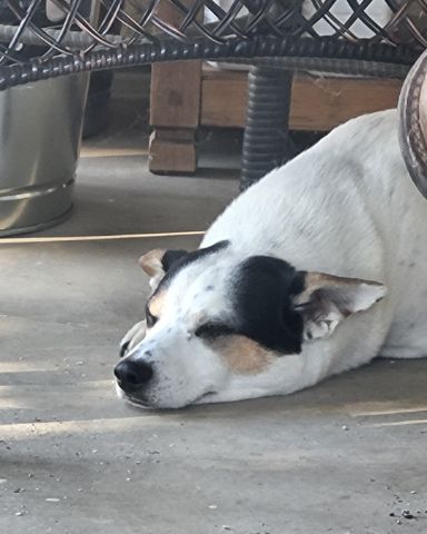 Cute 1/4 Chihuahua 3/4 Queensland healer named Billy