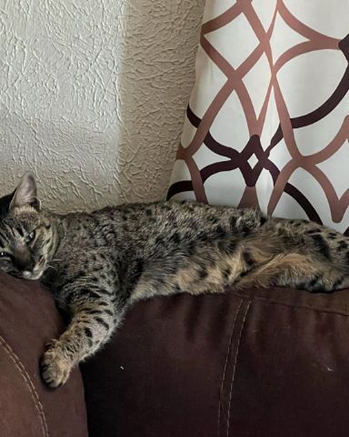 Cute Savannah named Mona