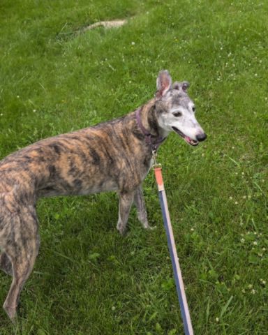 Cute Greyhound named Ehko