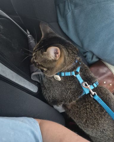 Cute Tabby named Scylla