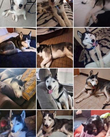 Cute purebred Siberian Husky named Max Preter