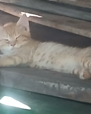 Cute cat named kittens