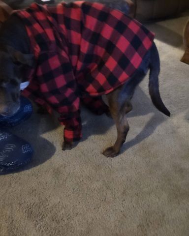 Cute chocolate lab named Roscoe