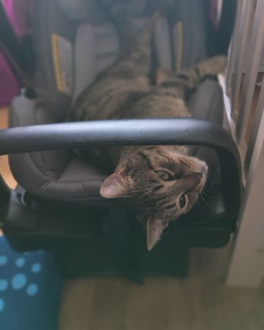 Cute Tabby named Sugar