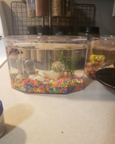 Cute betta fish named Buddy and Keres
