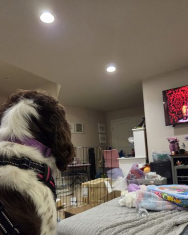 Cute English Springer Spaniel named Sparky