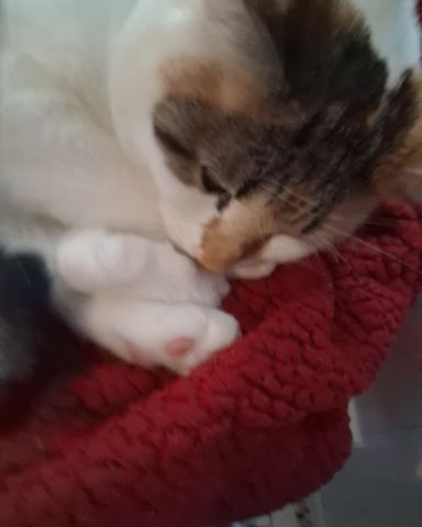 Cute Calico maincoon named Callie