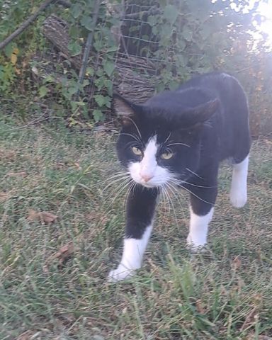 Cute Bobtail named Bear