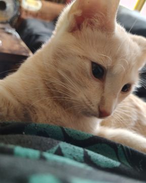 Cute orange kitty named Aphrodite