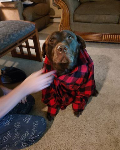 Cute chocolate lab named Roscoe
