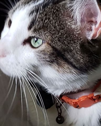 Cute cat named Tomas