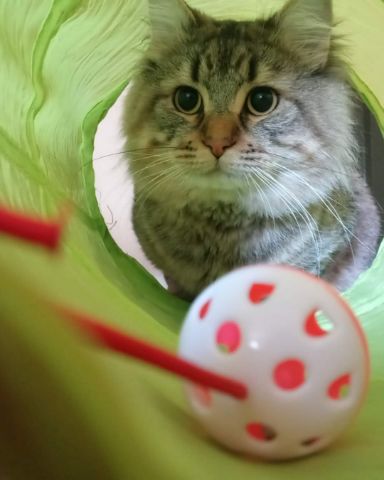 Cute MaineCoon Mix, Tabby named Booey; Baby Boy; Ka-Booey; Boo-Titters
