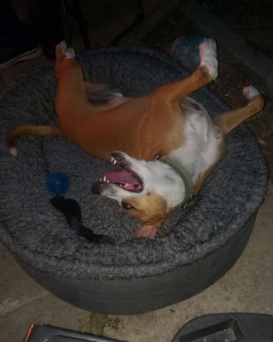Cute dog named Max